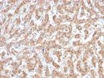 C1QA/Complement C1q A-Chain Antibody in Immunohistochemistry (Paraffin) (IHC (P))