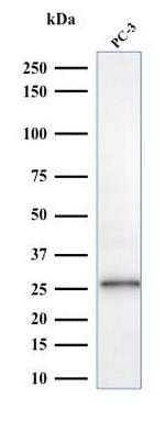 C1QA/Complement C1q A-Chain Antibody in Western Blot (WB)