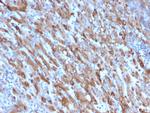 C1QA/Complement C1q A-Chain Antibody in Immunohistochemistry (Paraffin) (IHC (P))