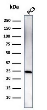 C1QA/Complement C1q A-Chain Antibody in Western Blot (WB)