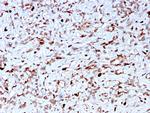 C1QA/Complement C1q A-Chain Antibody in Immunohistochemistry (Paraffin) (IHC (P))