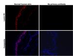 Lamin B1 Antibody in Immunohistochemistry (Paraffin) (IHC (P))