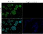 Lamin B1 Antibody in Immunohistochemistry (Paraffin) (IHC (P))