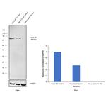 Lamin B1 Antibody in Western Blot (WB)