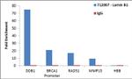 Lamin B1 Antibody