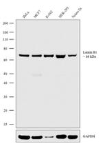 Lamin B1 Antibody in Western Blot (WB)