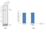 USP7 Antibody