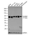 LIMP2 Antibody in Western Blot (WB)