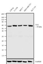 YY1 Antibody in Western Blot (WB)