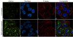 CXCL1 Antibody in Immunocytochemistry (ICC/IF)