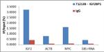 IGF2BP1 Antibody