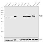 IGF2BP1 Antibody in Western Blot (WB)