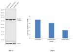 IGF2BP1 Antibody in Western Blot (WB)