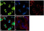 USP7 Antibody in Immunocytochemistry (ICC/IF)