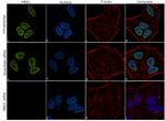 MBD1 Antibody in Immunocytochemistry (ICC/IF)
