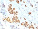 TNF-alpha (Tumor Necrosis Factor alpha) Antibody in Immunohistochemistry (Paraffin) (IHC (P))