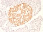 TNF-alpha (Tumor Necrosis Factor alpha) Antibody in Immunohistochemistry (Paraffin) (IHC (P))