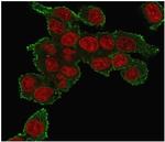 TNF-alpha (TumorNecrosis Factor alpha) Antibody in Immunocytochemistry (ICC/IF)