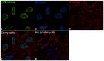 LXR alpha Antibody in Immunocytochemistry (ICC/IF)