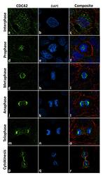 CDC42 Antibody in Immunocytochemistry (ICC/IF)