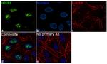 HJURP Antibody in Immunocytochemistry (ICC/IF)