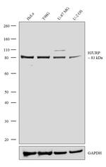 HJURP Antibody in Western Blot (WB)