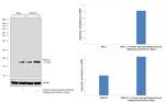 H3K27cr Antibody in Western Blot (WB)