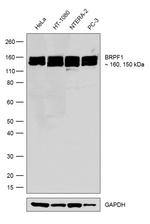 BRPF1 Antibody in Western Blot (WB)