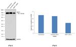 BRPF1 Antibody in Western Blot (WB)