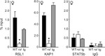 STAT5 beta Antibody in ChIP Assay (ChIP)