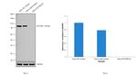 STAT5 beta Antibody in Western Blot (WB)