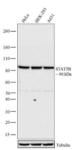 STAT5 beta Antibody in Western Blot (WB)