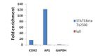 STAT5 beta Antibody