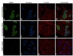 53BP1 Antibody in Immunocytochemistry (ICC/IF)