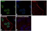 53BP1 Antibody in Immunocytochemistry (ICC/IF)