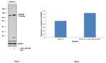 JMJD2B Antibody