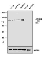 JMJD2B Antibody in Western Blot (WB)