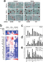 beta Catenin Antibody in ChIP Assay (ChIP)