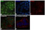 LSD1 Antibody in Immunocytochemistry (ICC/IF)