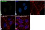 H3K36me1 Antibody in Immunocytochemistry (ICC/IF)