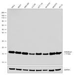 H3K36me1 Antibody in Western Blot (WB)