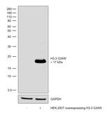 H3.3 G34W oncohistone mutant Antibody in Western Blot (WB)