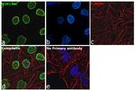 H3K14ac Antibody in Immunocytochemistry (ICC/IF)