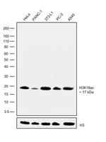 H3K18ac Antibody in Western Blot (WB)