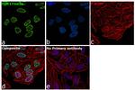 H3R17me2a Antibody in Immunocytochemistry (ICC/IF)