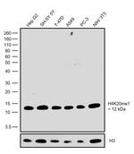 H4K20me1 Antibody in Western Blot (WB)