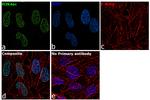 H3K4ac Antibody in Immunocytochemistry (ICC/IF)