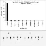 H3K4ac Antibody