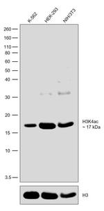 H3K4ac Antibody in Western Blot (WB)