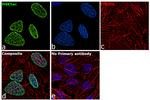 H4K5ac Antibody in Immunocytochemistry (ICC/IF)